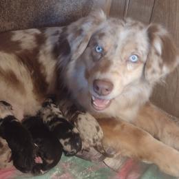Autumn - Australian Shepherd