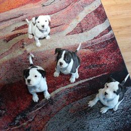 American Bulldog Puppies from Northern Woods American Bulldogs