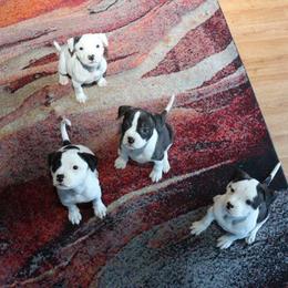 American Bulldog Puppies from Northern Woods American Bulldogs