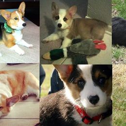 Pembroke Welsh Corgi All Grown Up from Arkansas Corgis