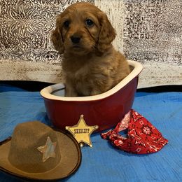 Cockapoo Puppies from Country J Canines