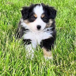 Miniature Australian Shepherd and Toy Australian Shepherd Puppies from Kickapoo Creek Toy & Mini Aussies
