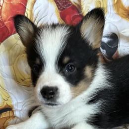 Nyx - Pembroke Welsh Corgi puppy from Hickory Springs Corgis