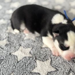 Atlas - Black and white Siberian Husky puppy in Tiverton, Rhode Island from Mount Hope Siberians