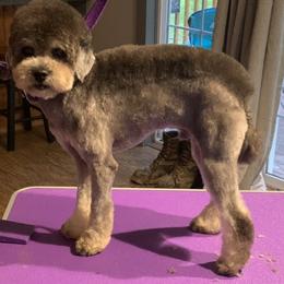 Reese - Poodle