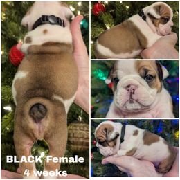 Bulldog Puppies from Hayzlett Family English Bulldogs