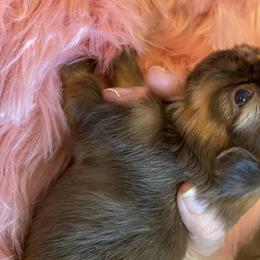 Shih Tzu Puppies from Seaside Shih Tzu Cottage