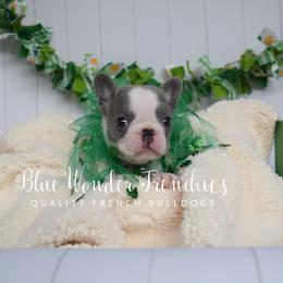 Buttercup - Blue female French Bulldog puppy in Loxahatchee, Florida from Blue Wonder Frenchies