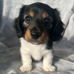 Chip (Longhaired Piebald Boy) - Piebald male Dachshund puppy in Ocala, Florida from Weenie Boops