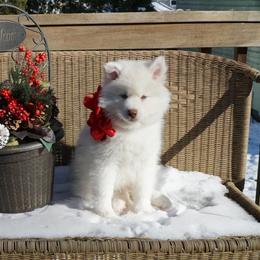 Pomsky and Siberian Husky Puppies from Hemlock Pines Pomsky