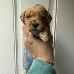 Joker - Red  male Goldendoodle puppy in Clinton, Utah from Golden Law Kennels