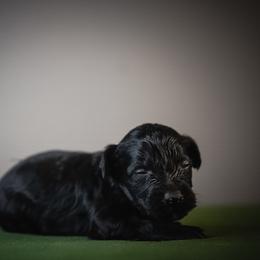 Ebondy - Black female Schnoodle puppy in Caldwell, Idaho from Boise Doodle Co.