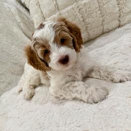 Moose - Parti male Goldendoodle puppy in Cleburne, Texas from Doodles of the Brazos