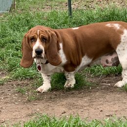 Belle - Basset Hound