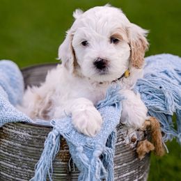Goldendoodle Puppies from SS Goldendoodles