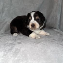 Breezy - Black tri-color female Australian Shepherd puppy in Newton, Mississippi from Bright Star Aussies