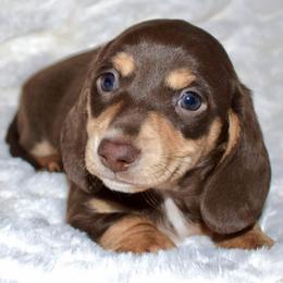 Dachshund Puppies from Desert Horizon Dachshunds