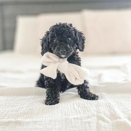 Mr. Trolley - Black male Goldendoodle puppy in Punta Gorda, Florida from Transformation Acres Goldendoodle