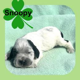 Snoopy - Black and white male Cocker Spaniel puppy in Clinton, Oklahoma from Enchanted Spaniels