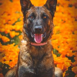 Belgian Malinois All Grown Up from Northern Sky K9