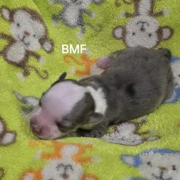 Girl 2 - Blue merle female Miniature Australian Shepherd puppy in Bend, Oregon from Badlands Toy and Mini Aussies
