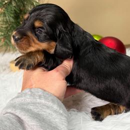 Black and tan girl 1 - Black and tan female Dachshund puppy in Empire, Alabama from Heart of Dixie Kennel