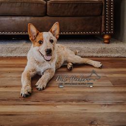 Harlow - Red speckled female Australian Cattle Dog puppy in Waxahachie, Texas from MC Heelers