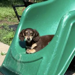 Dachshund All Grown Up from Sarah Linsenmeyer