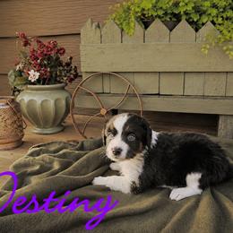 Destiny - female Sporty Mix puppy in Algona, Iowa from Ebonheart Kennel