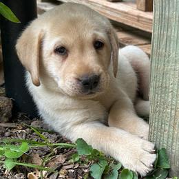 Diamond - Yellow male Labrador Retriever puppy in Rock Hill, South Carolina from North Star Retrievers