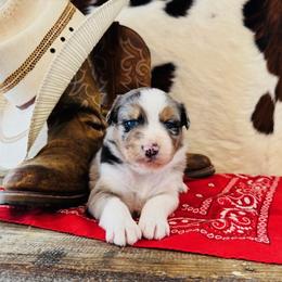 AURORA - Blue merle female Australian Shepherd puppy in Durand, Wisconsin from Larson’s Legacy Aussome Aussie Kennels