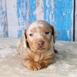 CKC Honey - Dapple female Dachshund puppy in Christiansburg, Virginia from Little Legs Luxury Dachshunds LLC