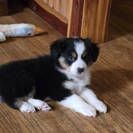 Girl 2 - Black tri female Miniature Australian Shepherd puppy in Ola, Arkansas from Peaceful Acres