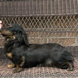 Navy - Dachshund