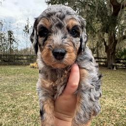Pegleg - Merle male Goldendoodle puppy in Ocala, Florida from The Treasured Puppies Department