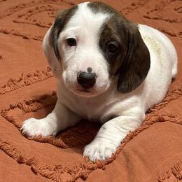 Target puppy - Piebald male Dachshund puppy in Brevard, North Carolina from Morgan’s Dachshund’s & Aussies