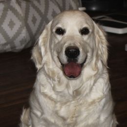 Malihini - Golden Retriever