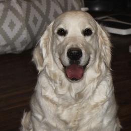 Malihini - Golden Retriever