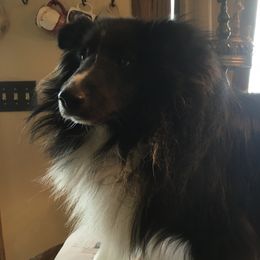 Taz - Shetland Sheepdog
