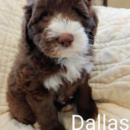 Australian Labradoodle Puppies from Lavender Fields Australian Labradoodles