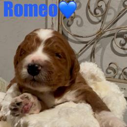 Romeo - Red  male Goldendoodle puppy in Orlando, Florida from Island Doodle Co. - Goldendoodles Raised with Love