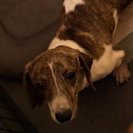 Apache - Dachshund