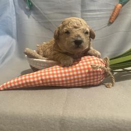 Blue - Cream male Poodle puppy in Hickory Grove, South Carolina from Oopsie Doodles