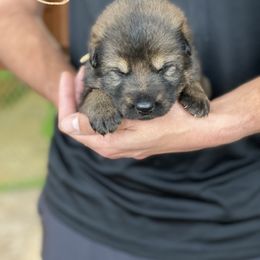 German Shepherd Puppies from Sua Sponte GSDs