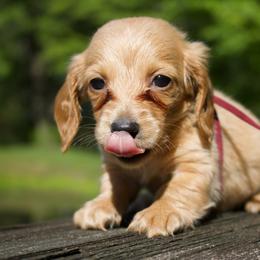 Rabbit - Red male Dachshund puppy in Morrow, Ohio from Courtney’s Colorful Doxies