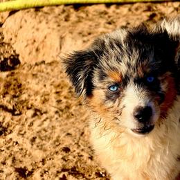 Lighting - Blue merle female Australian Shepherd puppy in Mineral Wells, Texas from A6 Australian Shepards