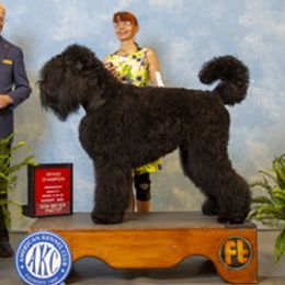 Sunny - Black Russian Terrier