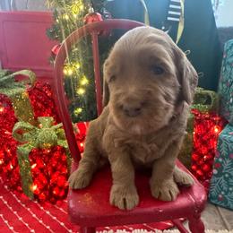 Carol Burnett - red color - Red  female Goldendoodle puppy in Chino Valley, Arizona from Bass Creek Doodles