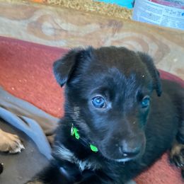 Belgian Malinois and Working Cross Puppies from L G Kennels