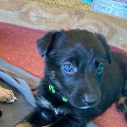 Belgian Malinois and Working Cross Puppies from L G Kennels